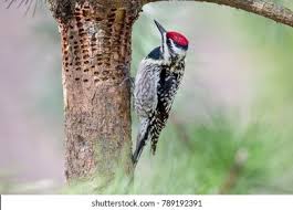 Image result for Sphyrapicus varius
