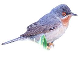 Image result for Sylvia sarda