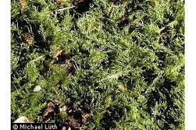 Attēlu rezultāti vaicājumam “Eurhynchium praelongum”