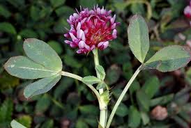 Attēlu rezultāti vaicājumam “Trifolium”