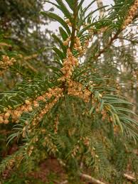 Attēlu rezultāti vaicājumam “Taxus baccata male flower”