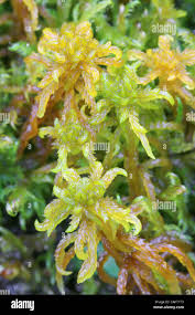 Attēlu rezultāti vaicājumam “Sphagnum contortum”