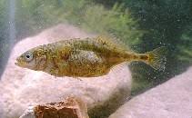 Attēlu rezultāti vaicājumam “Gasterosteus aculeatus”