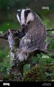 Attēlu rezultāti vaicājumam “Meles meles”