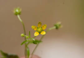 Attēlu rezultāti vaicājumam “Saxifraga cymbalaria fruit”