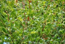 Attēlu rezultāti vaicājumam “Tilia platyphyllos subsp. cordifolia leaf”