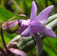 Attēlu rezultāti vaicājumam “Gentianella amarella”
