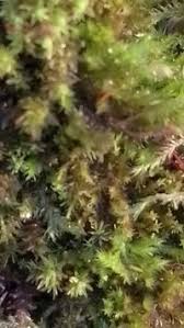 Attēlu rezultāti vaicājumam “Orthotrichum, Nyholmiella”