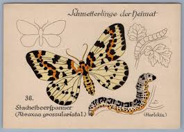 Attēlu rezultāti vaicājumam “Abraxas grossulariata”