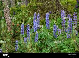 Image result for Lupinen