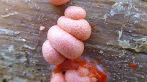 Attēlu rezultāti vaicājumam “Lycogala confusum spores”