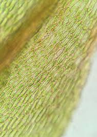 Attēlu rezultāti vaicājumam “Pohlia wahlenbergii var. calcarea”