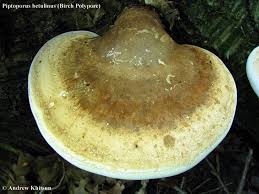 Attēlu rezultāti vaicājumam “Piptoporus betulinus”