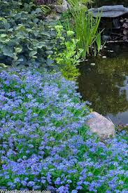 Attēlu rezultāti vaicājumam “Myosotis”