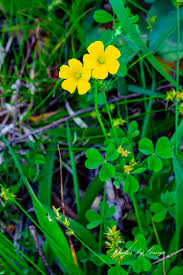 Attēlu rezultāti vaicājumam “Oxalidaceae”
