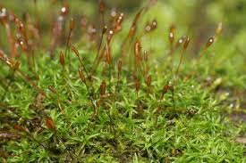 Attēlu rezultāti vaicājumam “Bryoerythrophyllum recurvirostrum sporophyte”
