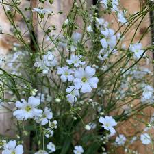 Attēlu rezultāti vaicājumam “Gypsophila fastigiata”