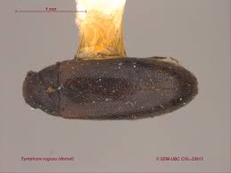 Attēlu rezultāti vaicājumam “Xylita laevigata”