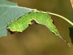 Attēlu rezultāti vaicājumam “Furcula bifida”