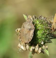 Attēlu rezultāti vaicājumam “Eurygaster testudinaria”