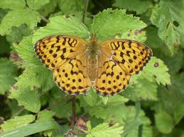 Attēlu rezultāti vaicājumam “Brenthis daphne”