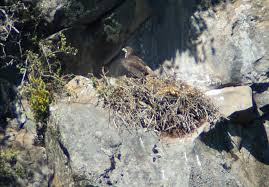 Attēlu rezultāti vaicājumam “Buteo buteo nest”