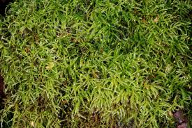 Attēlu rezultāti vaicājumam “Sciuro-hypnum reflexum sporophyte”