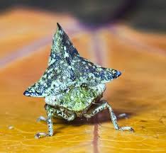 Attēlu rezultāti vaicājumam “Cixius sp.”