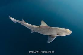 Image result for Mustelus mustelus