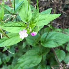 Attēlu rezultāti vaicājumam “Epilobium montanum flower”