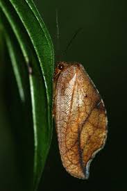 Attēlu rezultāti vaicājumam “Drepanepteryx phalaenoides”