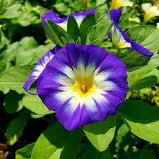 Image result for Convolvulus tricolor