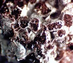 Attēlu rezultāti vaicājumam “Badhamiopsis scripta macro”