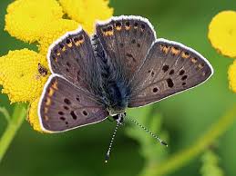 Attēlu rezultāti vaicājumam “Lycaena tityrus female”
