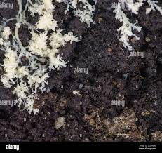 Attēlu rezultāti vaicājumam “Brefeldia maxima”