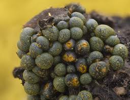 Attēlu rezultāti vaicājumam “Physarum obscurum sessile”