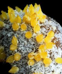 Attēlu rezultāti vaicājumam “Hemitrichia decipiens stalked”