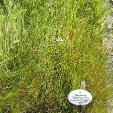 Attēlu rezultāti vaicājumam “Eleocharis quinqueflora”
