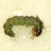 Attēlu rezultāti vaicājumam “Phryganeidae”