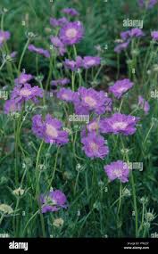 Image result for scabiosa caucasica