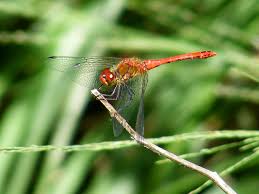 Attēlu rezultāti vaicājumam “Sympetrum sanguineum male”
