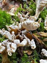 Attēlu rezultāti vaicājumam “Pseudocraterellus”