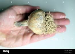 Attēlu rezultāti vaicājumam “Allium sativum fruit”