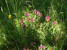 Attēlu rezultāti vaicājumam “Melampyrum cristatum”
