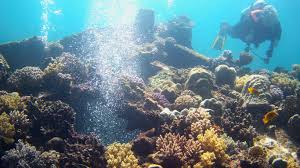 Image result for Calshot Sub-Aqua Club