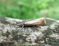 Attēlu rezultāti vaicājumam “Chrysoteuchia culmella”