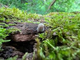 Attēlu rezultāti vaicājumam “Willkommlangea reticulata spores”