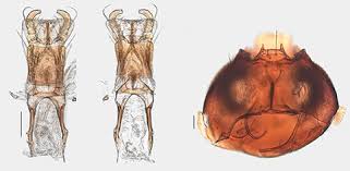 Attēlu rezultāti vaicājumam “Scaphisoma sp.”