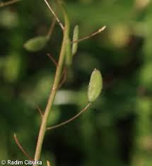 Attēlu rezultāti vaicājumam “Draba nemorosa fruit”