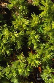 Attēlu rezultāti vaicājumam “Scleranthus annuus”